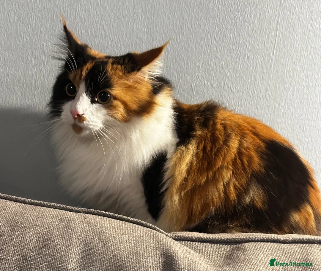 Maine Coon cats for sale: Lucky in Manchester - Advert 1