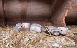 Ferret rodents for sale: Male ferrets born may 25 - Image 10