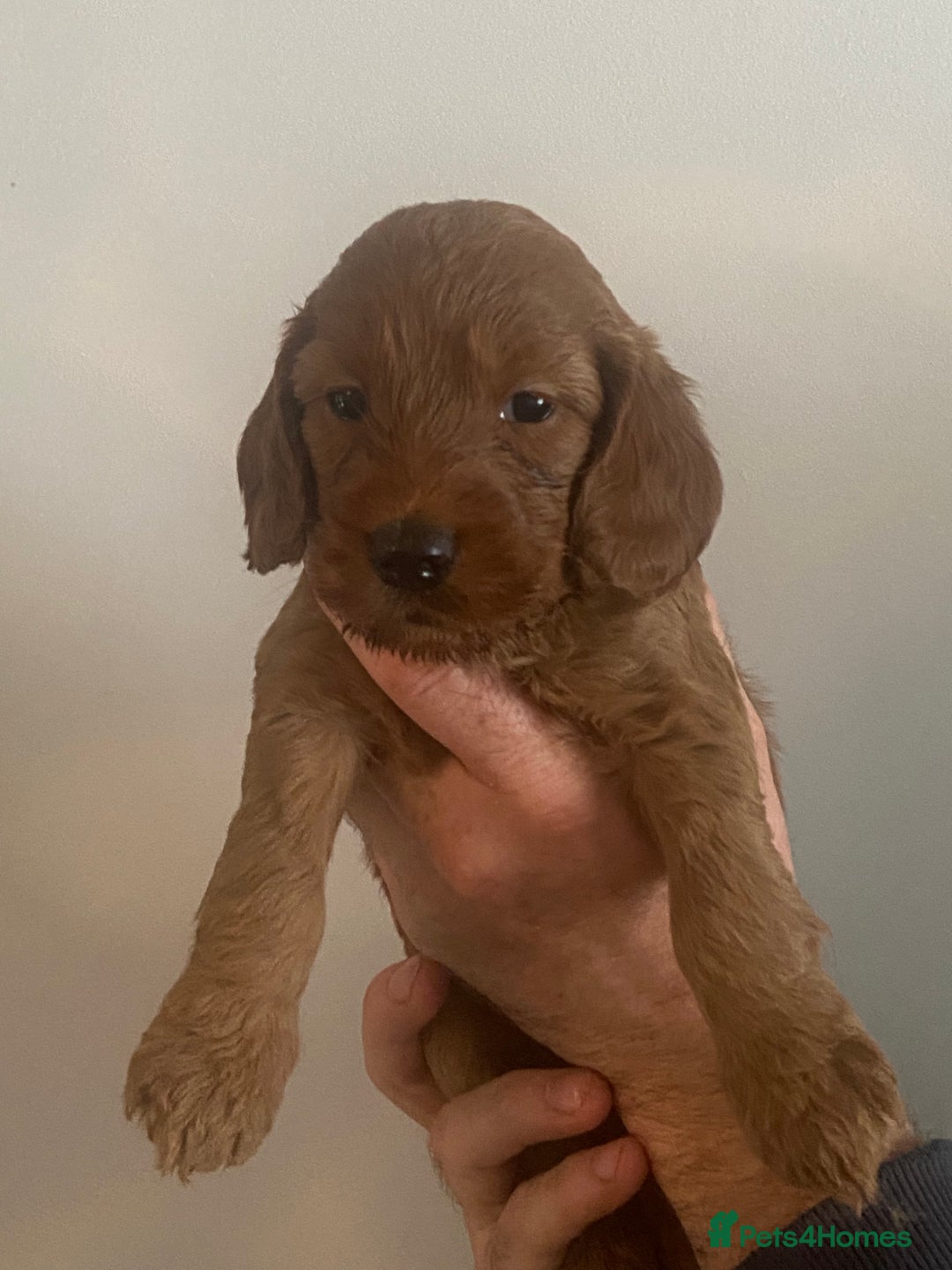 Cockapoo dogs for sale: Cockapoo pups for sale  - Advert 6