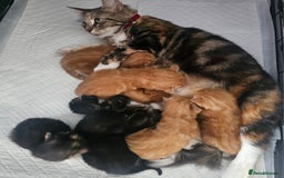 Maine Coon cats for sale: Maine Coone  - Image 23