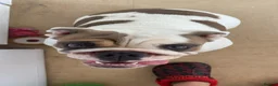 English Bulldog dogs for sale: 7 month old female english bulldog  - Advert 5