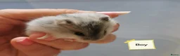 Hamster rodents for sale: Baby Winter white dwarf hamsters  - Advert 3