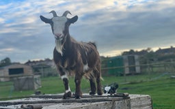 Goats livestock for sale: Small goat herd - Image 14