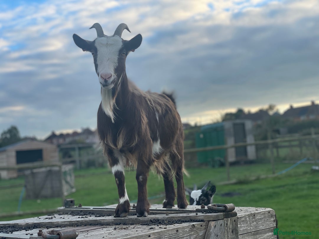 Goats livestock for sale: Small goat herd - Image 14