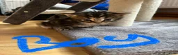 Mixed Breed cats for sale: Beautiful bengal x  - Advert 4