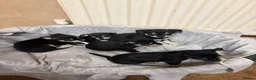 Mixed Breed dogs for sale: 🐶Chihuahua × Miniature Pinscher Puppies  - Advert 2