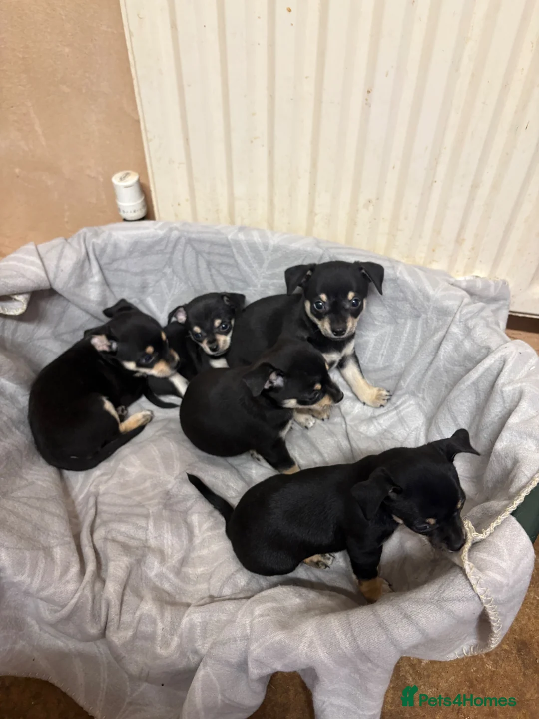 Mixed Breed dogs for sale: 🐶Chihuahua × Miniature Pinscher Puppies  - Advert 2