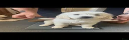 Golden Retriever dogs for sale: Stunning Cream Golden Retriever Puppies  - Advert 14