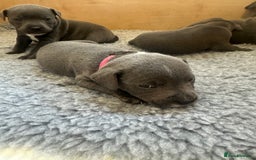 Staffordshire Bull Terrier dogs for sale: Blue Staffordshire Bull Terrier Puppies KC reg - Image 6
