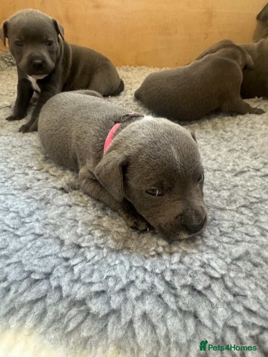 Staffordshire Bull Terrier dogs for sale: Blue Staffordshire Bull Terrier Puppies KC reg - Image 6