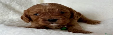 Cavapoo 3