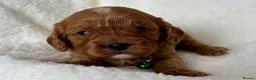 Cavapoo dogs for sale: Adorable miniature F1 red Cavapoo puppies  - Advert 11