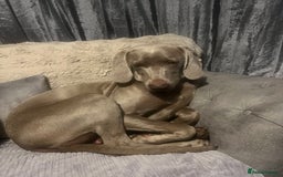 Mixed Breed dogs for sale: Weimaraner/deerhound  - Image 4