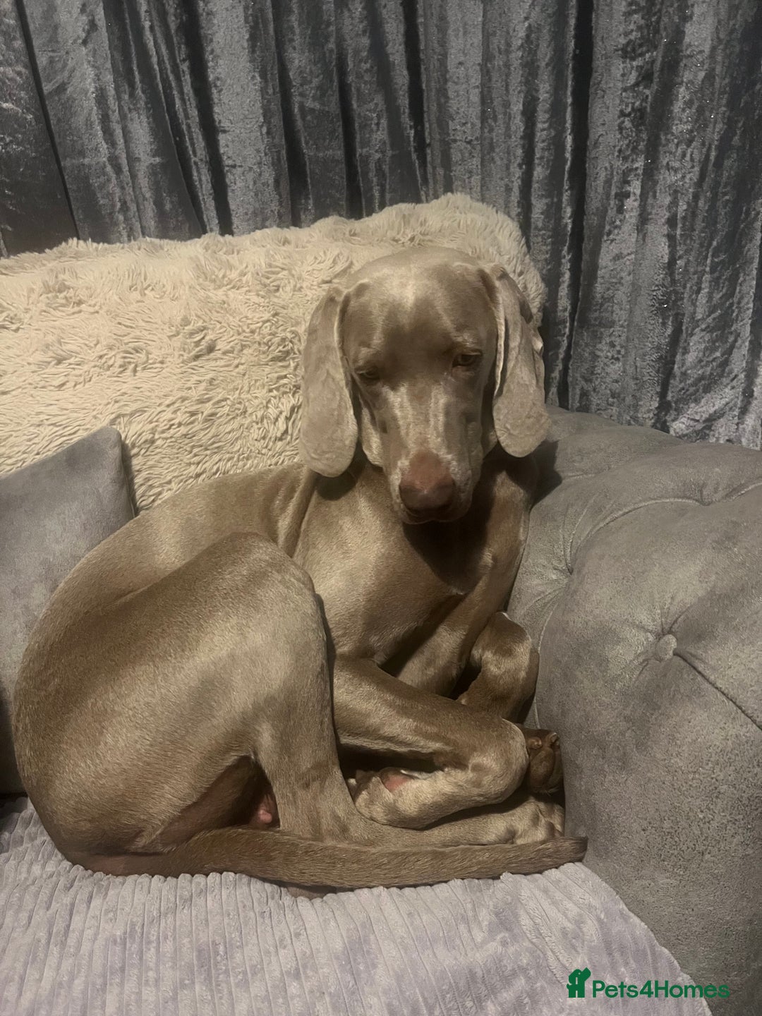 Mixed Breed dogs for sale: Weimaraner/deerhound  - Image 4