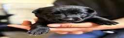 Belgian Shepherd Dog dogs for sale: Stunning Belgian Malinois Puppies  - Advert 10