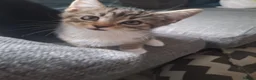 Mixed Breed cats for sale: 3 little boys and 1 girl  - Advert 7