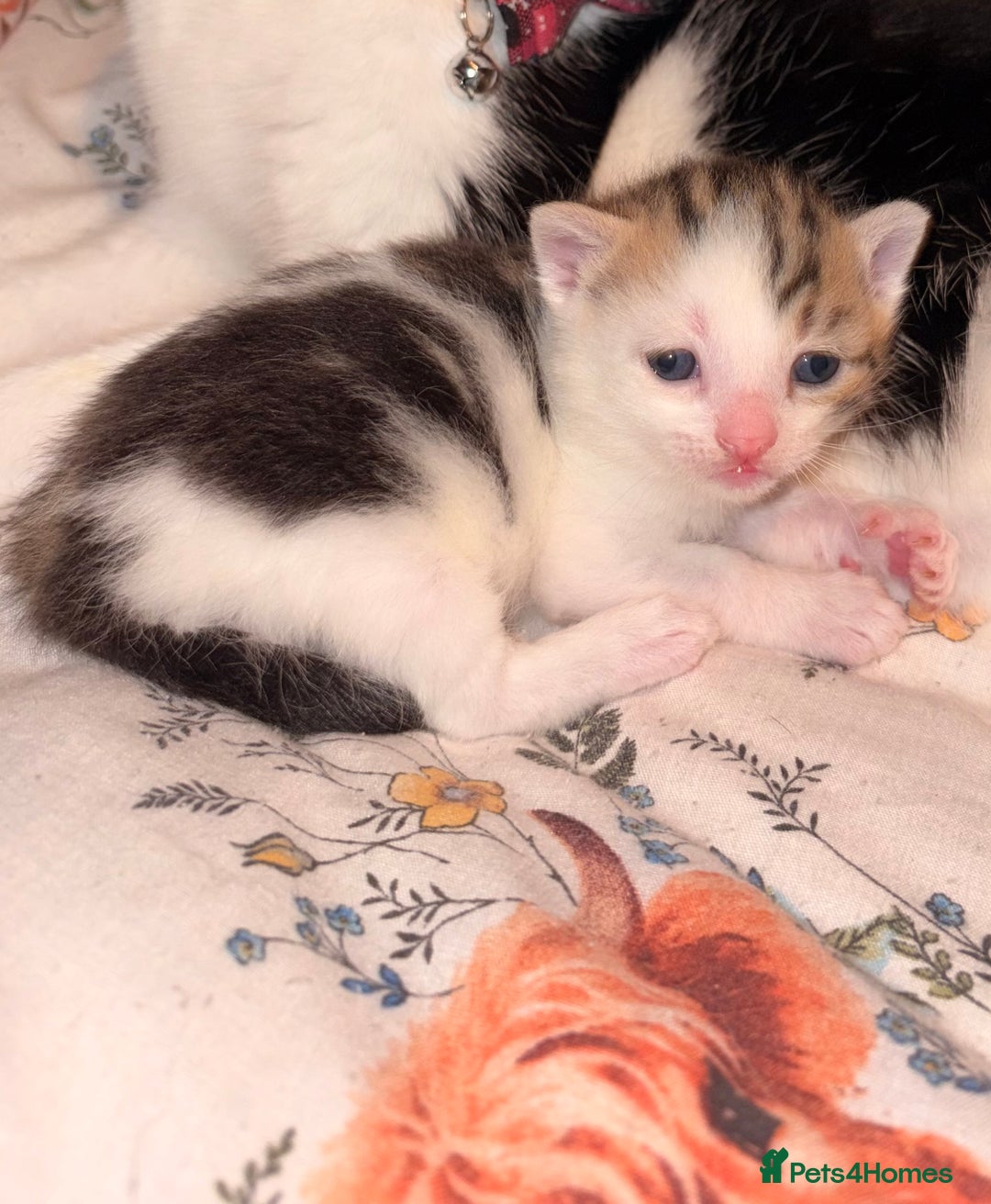 Mixed Breed cats for sale: 4 mixed breed kittens for sale - Advert 2