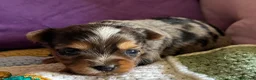 Yorkshire Terrier dogs for sale: Super Health tested Ocean Pearl /coloured Yorkies  - Advert 14