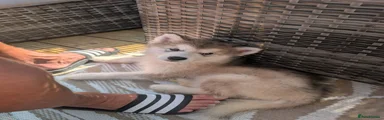 Alaskan Malamute 