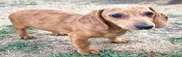 Miniature Dachshund dogs for sale: Miniature Dachshund Puppies - Ready for homes - Advert 10