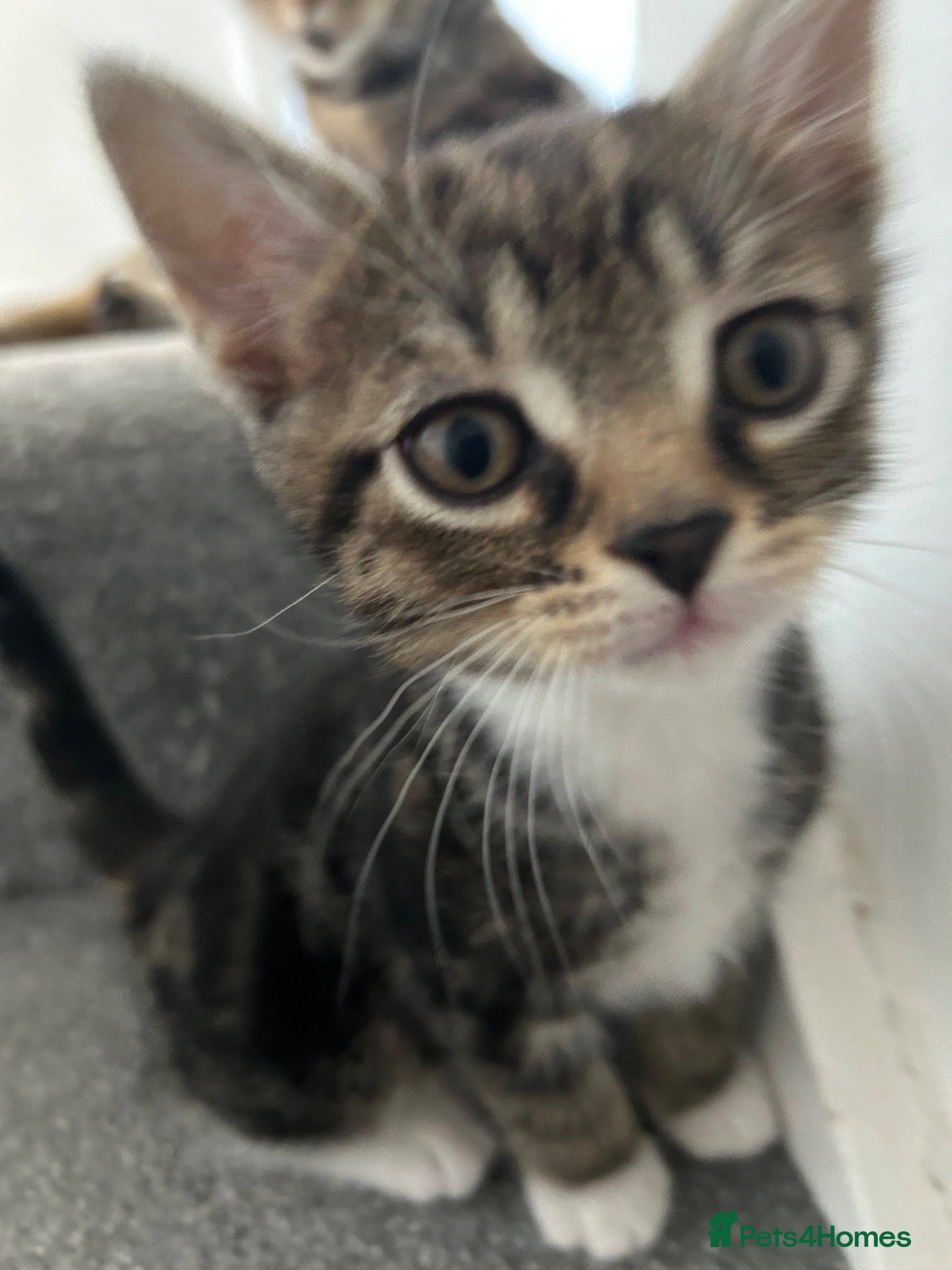 Mixed Breed cats British short hair X ONE BOY LEFT - Advert 5