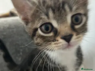 Mixed Breed cats British short hair X ONE BOY LEFT - Advert 5