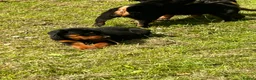 Rottweiler dogs for sale: Puppies - Advert 18