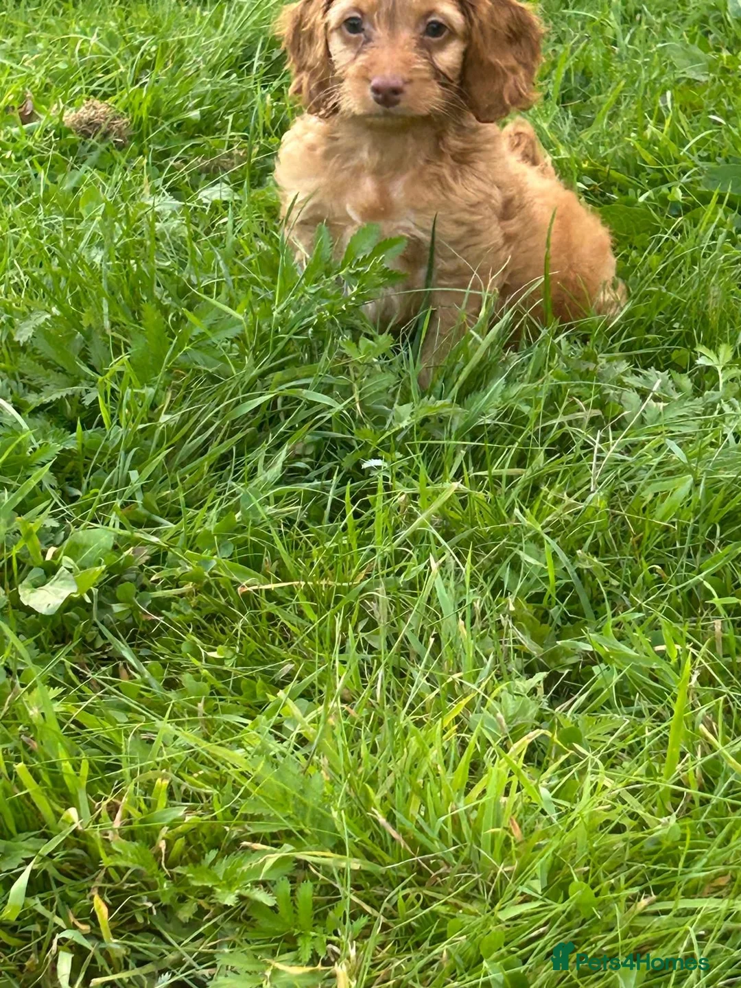 Cockapoo dogs for sale: F1 Cockapoo - Advert 2