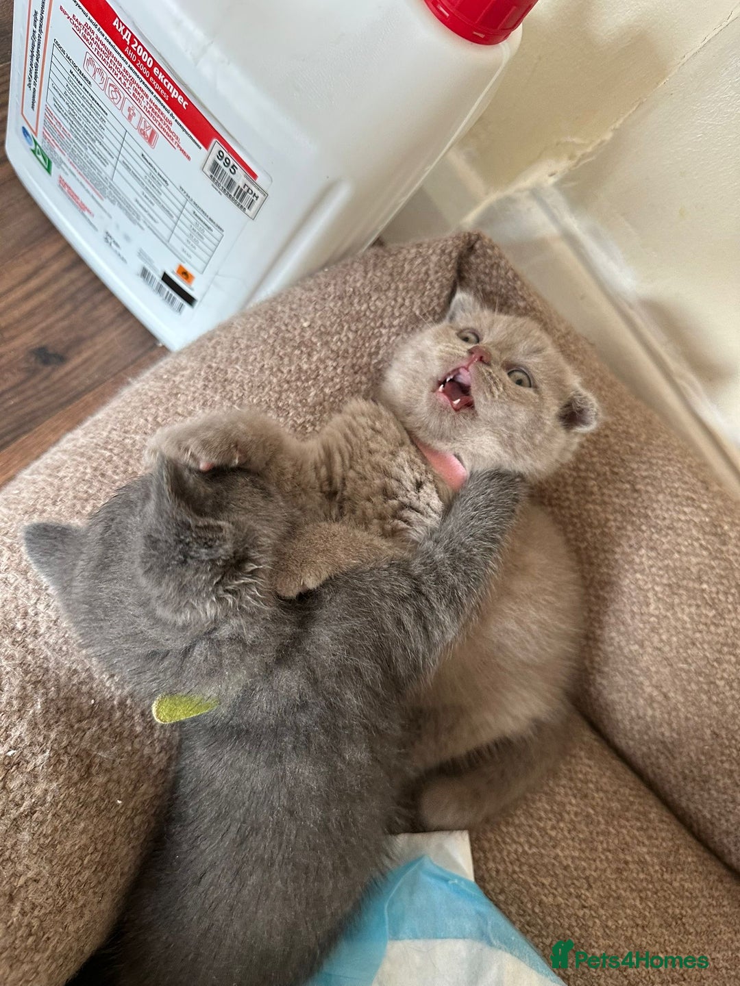 Scottish Fold cats for sale: Amazing Kittens Waiting for You! Just 2 left🥰 - Image 24