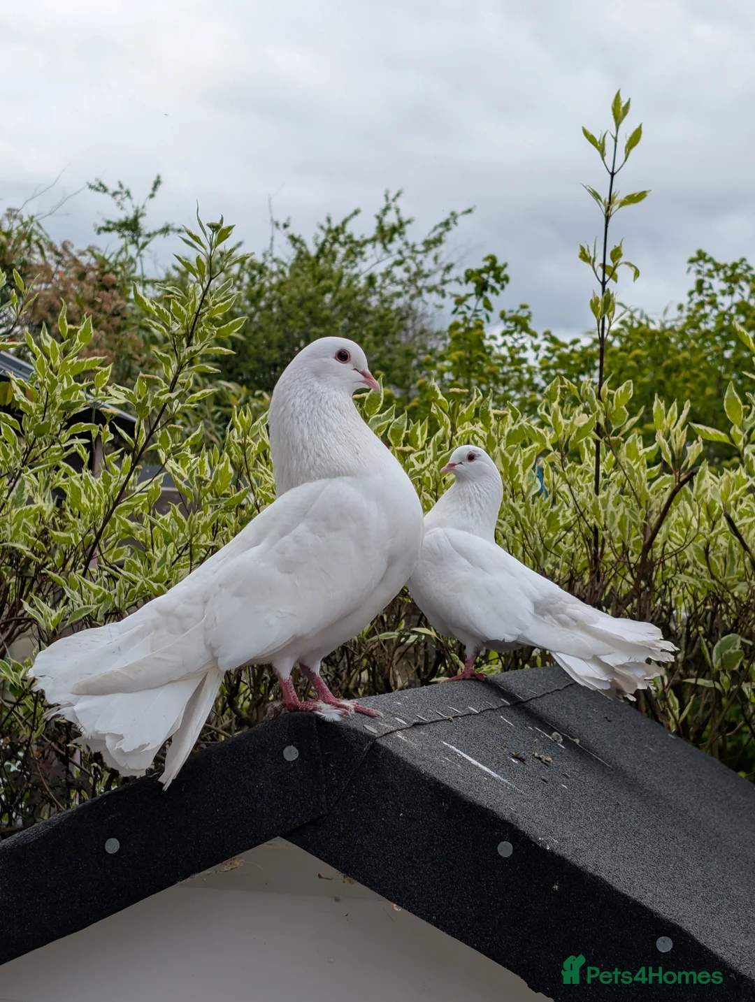 Pigeons birds for sale: Fan Tail Pigeons in Crewe - Advert 1