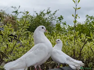 Pigeons birds Fan Tail Pigeons - Advert 7