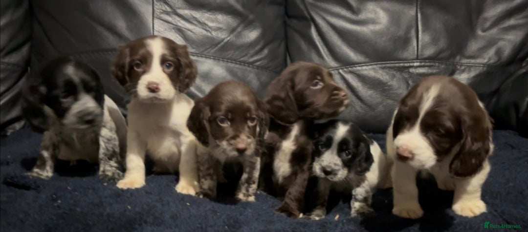 Cocker Spaniel dogs for sale: Adorable cocker spaniel puppies - Image 8