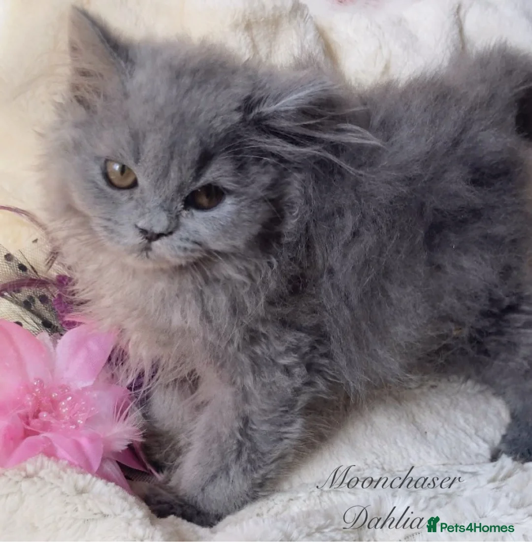 British Longhair cats for sale: Lovely Blue British Longhair girl - Registered - Advert 2