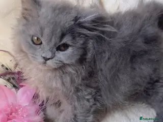 British Longhair cats Lovely Blue British Longhair girl - Registered - Advert 6