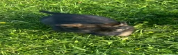 German Shepherd dogs for sale: German shepherd puppies  - Advert 7