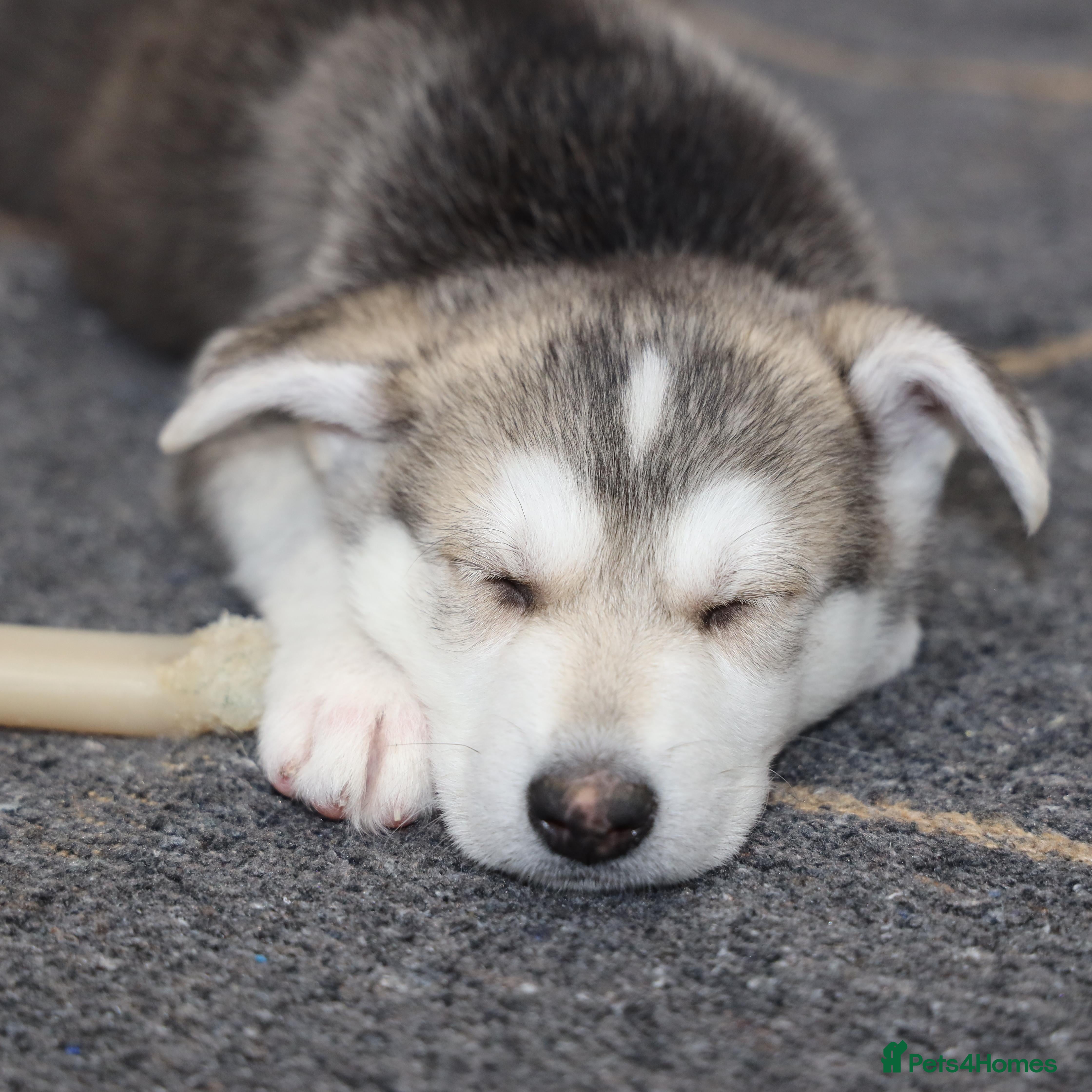 Siberian Husky dogs Adorable Dog Looking for a New Home - Advert 16