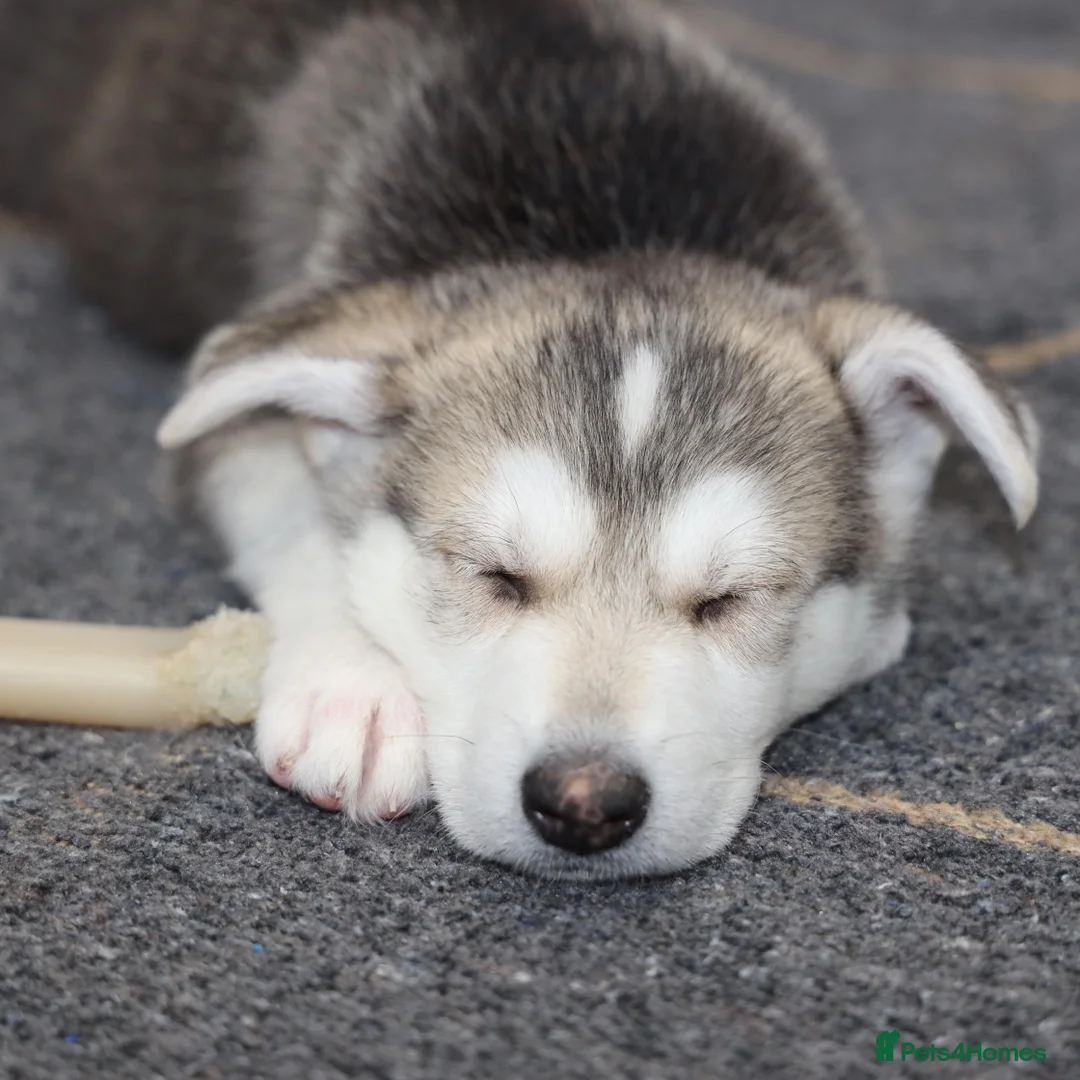 Siberian Husky dogs for sale: Adorable Dog Looking for a New Home in Darlington - Advert 1