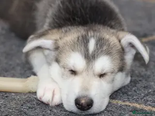 Siberian Husky dogs Adorable Dog Looking for a New Home - Advert 9