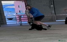 Toy Poodle dogs for stud: Show toy poodle stud - Image 4