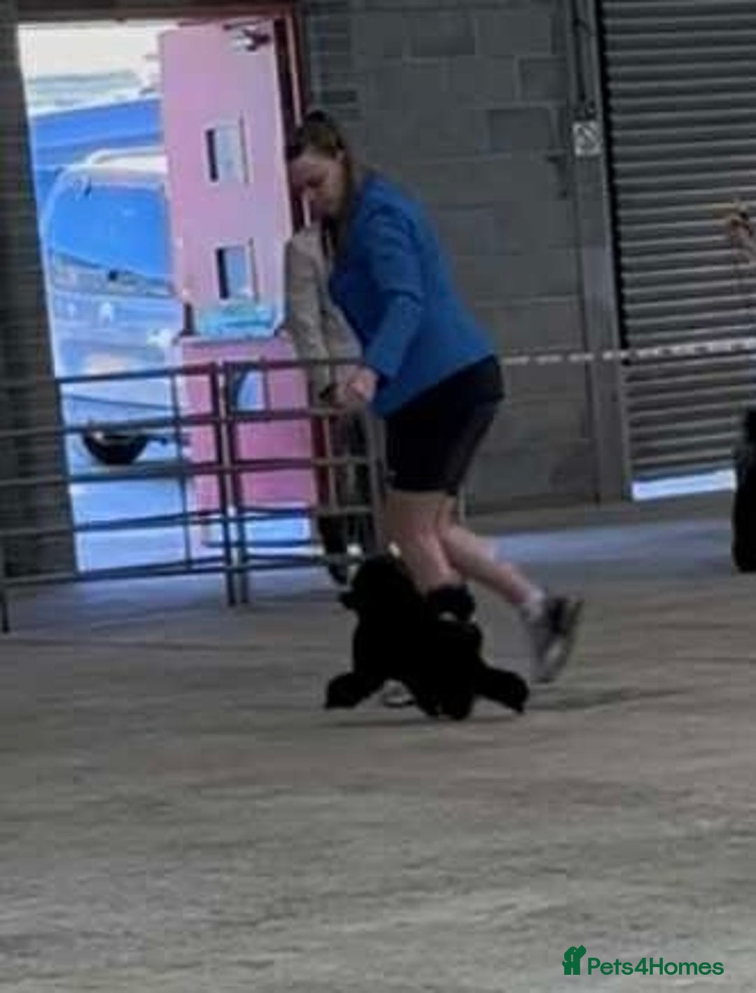 Toy Poodle dogs for stud: Show toy poodle stud - Image 4