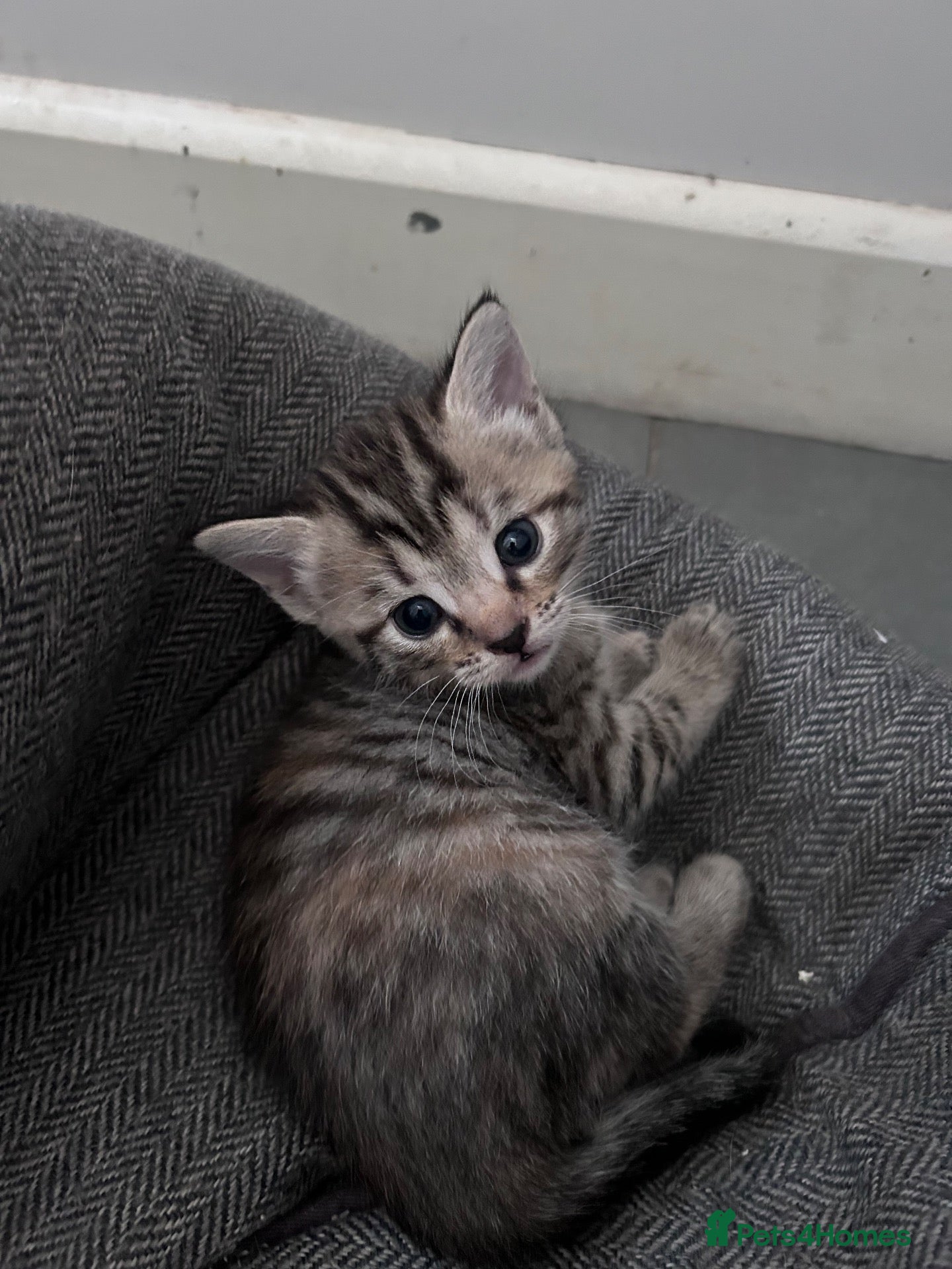 Mixed Breed cats Beautiful mixed litter for sale 2 left  - Advert 10