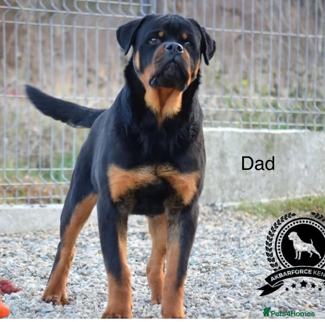 Rottweiler dogs for sale: Beautiful Rottweiler Pups, Ready this week! - Image 11