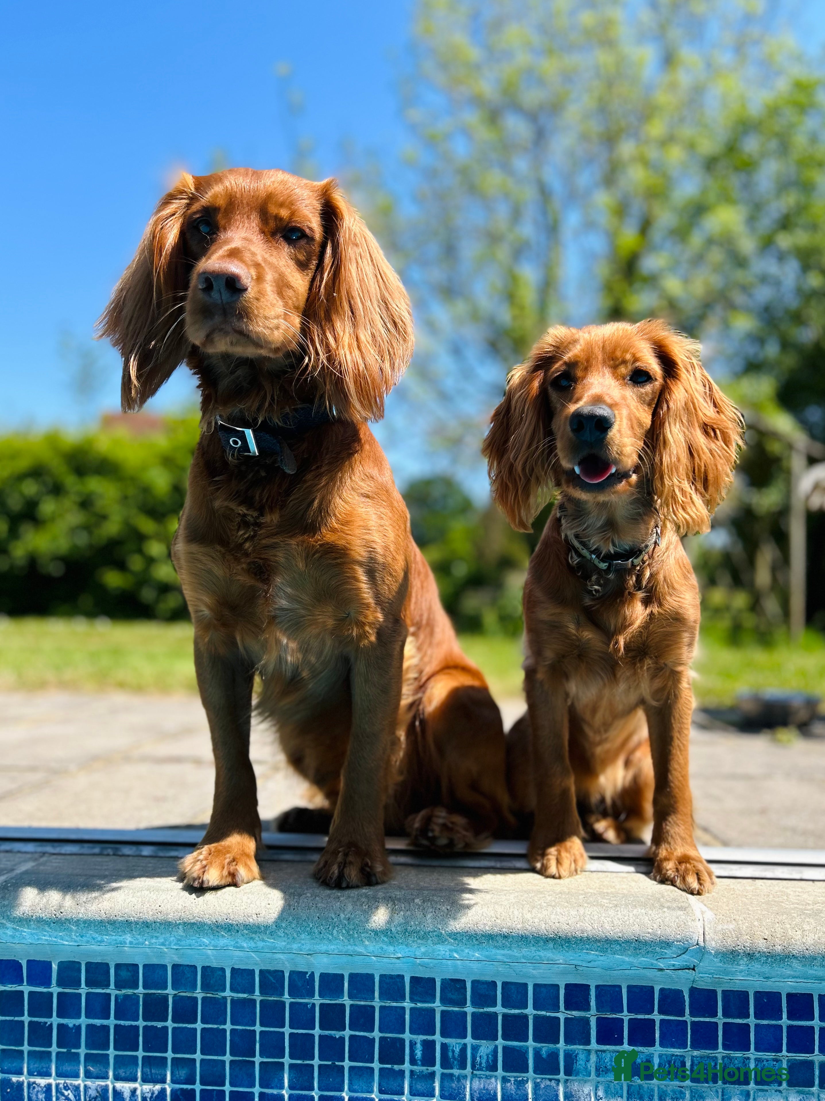 Cocker Spaniel dogs for stud: KC-Registered Working Cocker Spaniel Stud - London - Advert 1