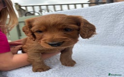 Cockapoo dogs for sale: Cockapoo Puppies  - Image 1