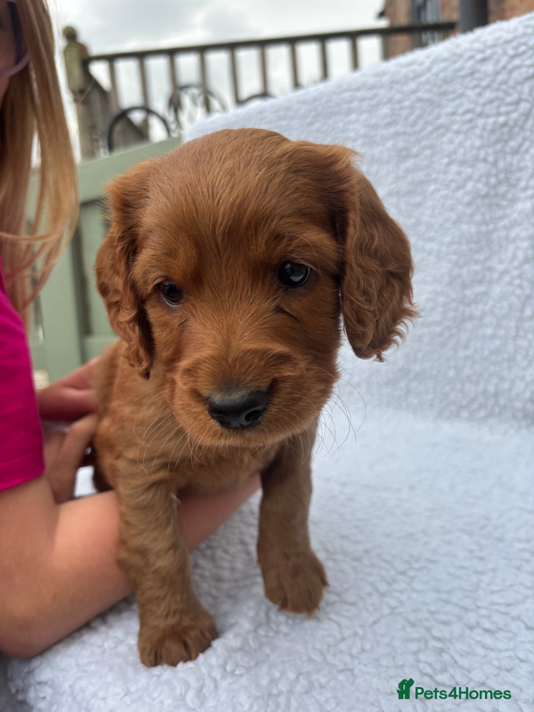 Cockapoo dogs for sale: Cockapoo Puppies  - Image 1