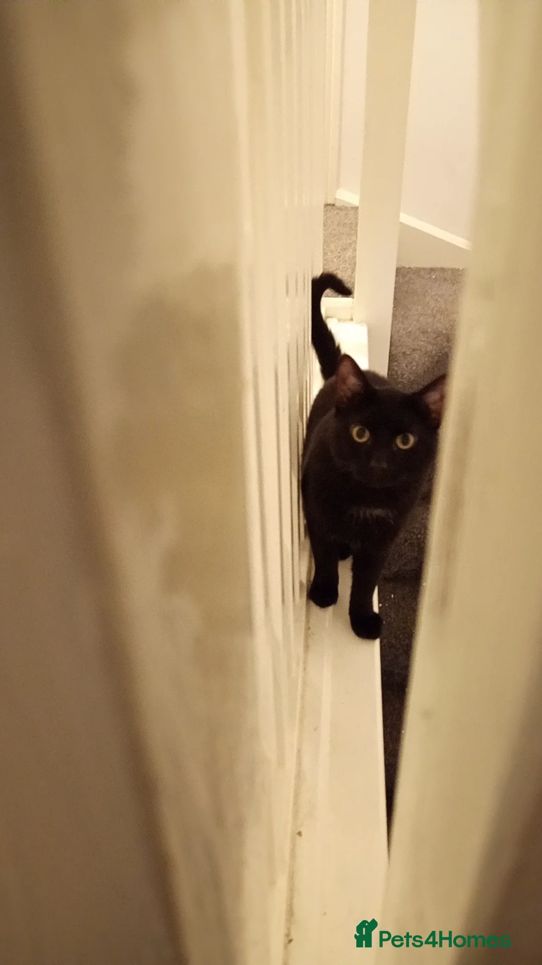 British Shorthair cats for sale: Bella and Sooty  - Advert 5