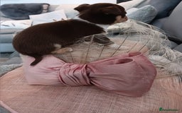 Chihuahua dogs for sale: Chihuhua pups - Image 11