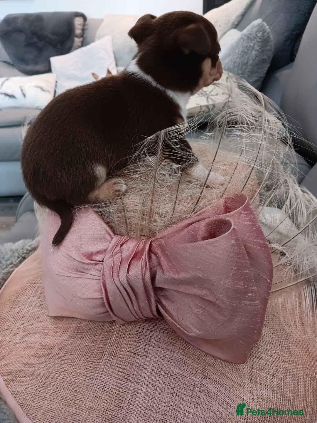 Chihuahua dogs for sale: Chihuhua pups - Image 11