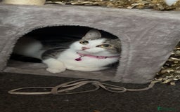 Tibetan cats for sale: Buffy - Image 1