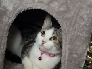 Tibetan cats - Advert 1